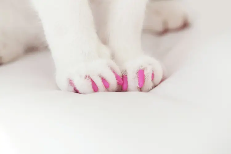 white cat paws with pink soft claws nail caps