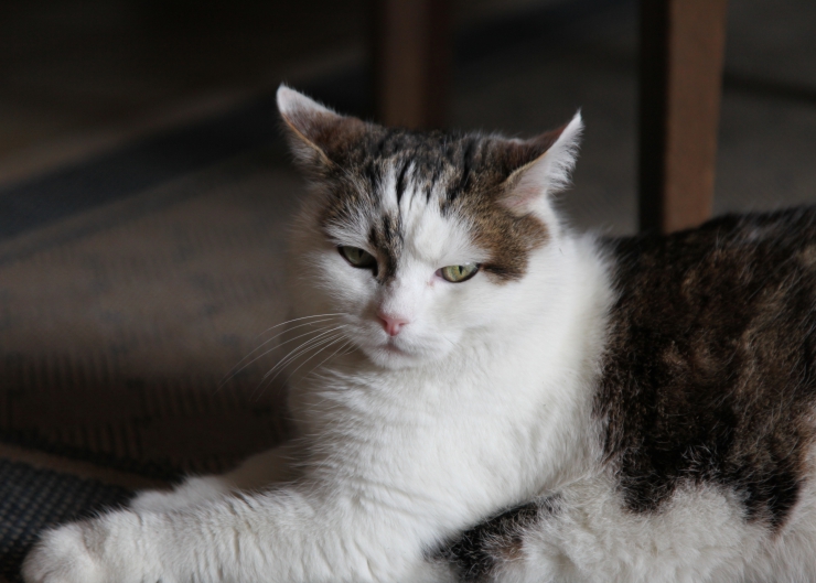 Pensioner Puss: Caring for an Elderly Cat