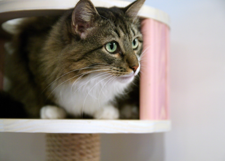 Feline asthma is very similar to asthma in humans. We discuss the signs, how it's diagnosed and treatment for cats | Feline Asthma and Bronchitis: Triggers and Treatment
