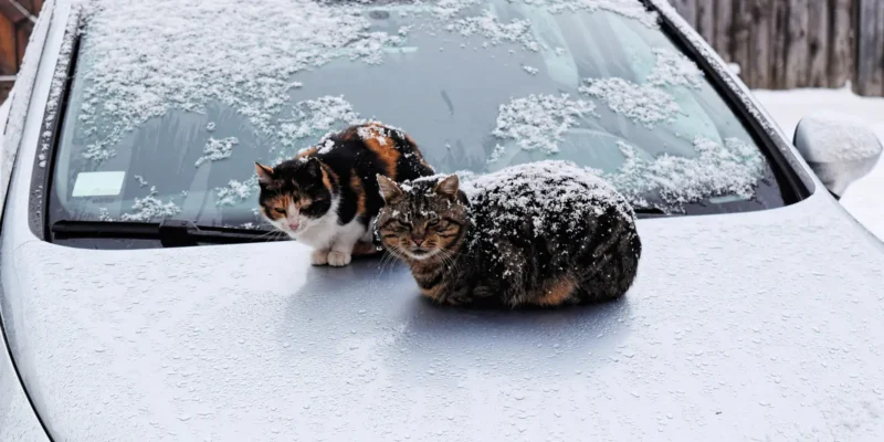 two stray cats sitting on car hood while snowing