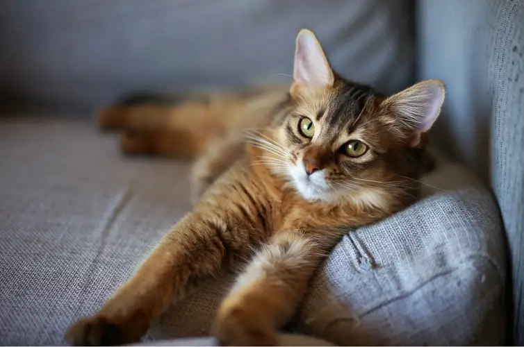 somali cat laying down on sofa