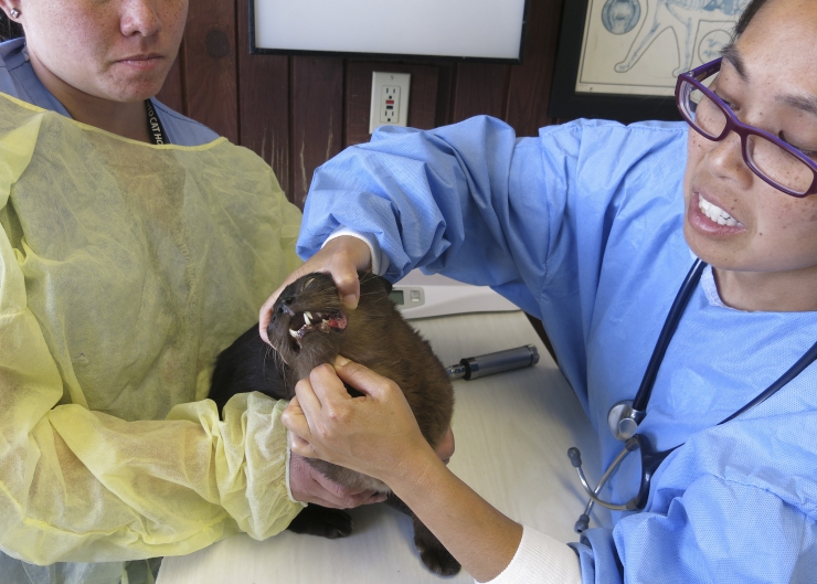 Is being a vet your dream job? Veterinarian, Dr Pippa Elliott provides an insider’s view on what it really takes to follow a career in veterinary medicine | So You Want to Be a Vet? Here’s What you Need to Know