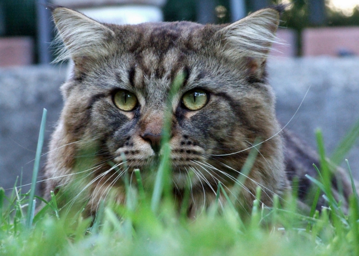 Do you know the tell-tale signs of a happy or unhappy cat? | How to Read Your Cat's Body Language