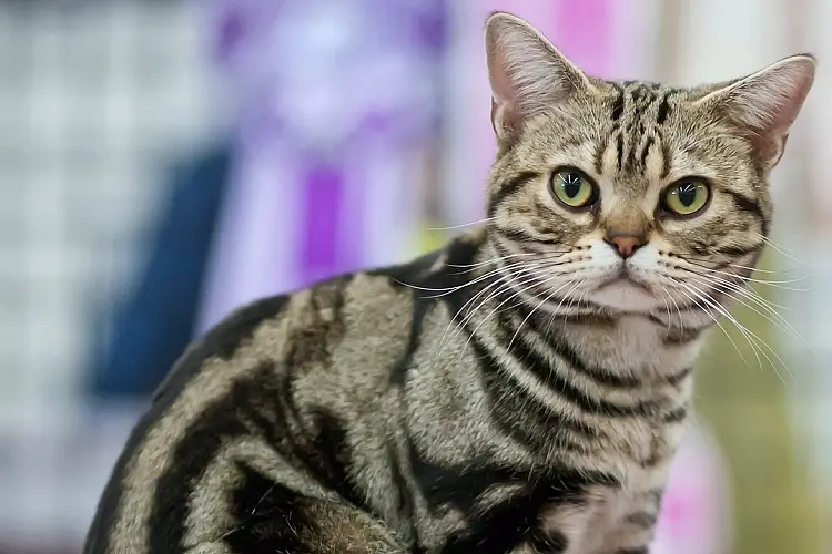 american shorthair cat at cat show