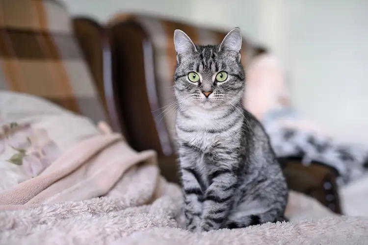american shorthair cat sitting on bed