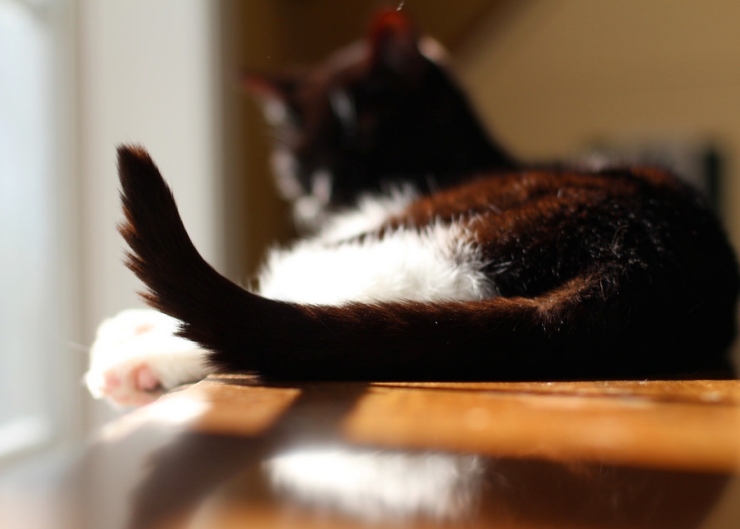 Do you know the tell-tale signs of a happy or unhappy cat? | How to Read Your Cat's Body Language