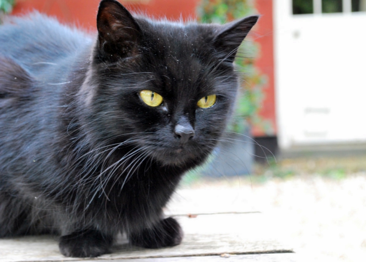 Do you know the tell-tale signs of a happy or unhappy cat? | How to Read Your Cat's Body Language
