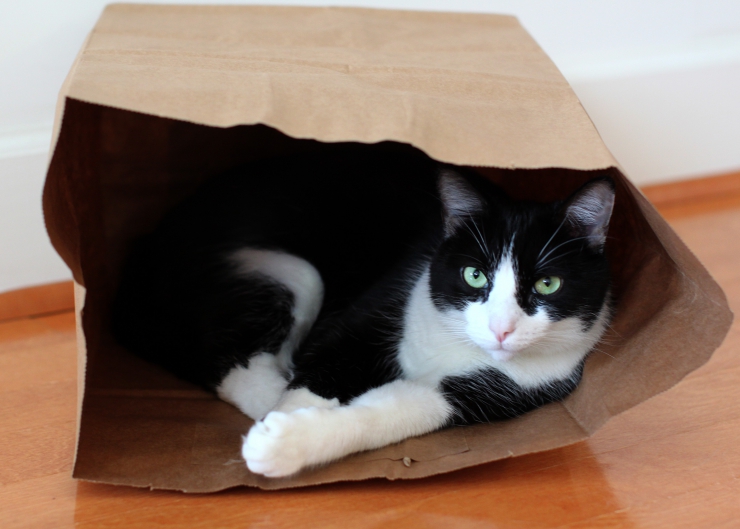 Whether you’re adopting a stray or moving from a house to an apartment - here are our top tips to help transition an outdoor cat indoors| How to Transition an Outdoor Cat to an Indoor Cat