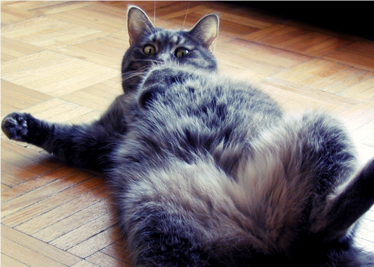 Do you know the tell-tale signs of a happy or unhappy cat? | How to Read Your Cat's Body Language