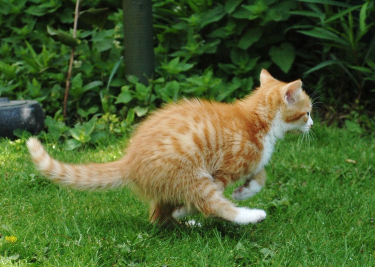 Sometimes you need to give your cat's immune system a helping hand - we discuss immunity boosters to help your cat build a strong immune system | Keeping Your Cat Healthy – Building a Strong Immune System