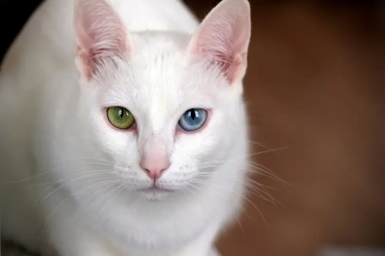 khao manee close up with different coloured eyes