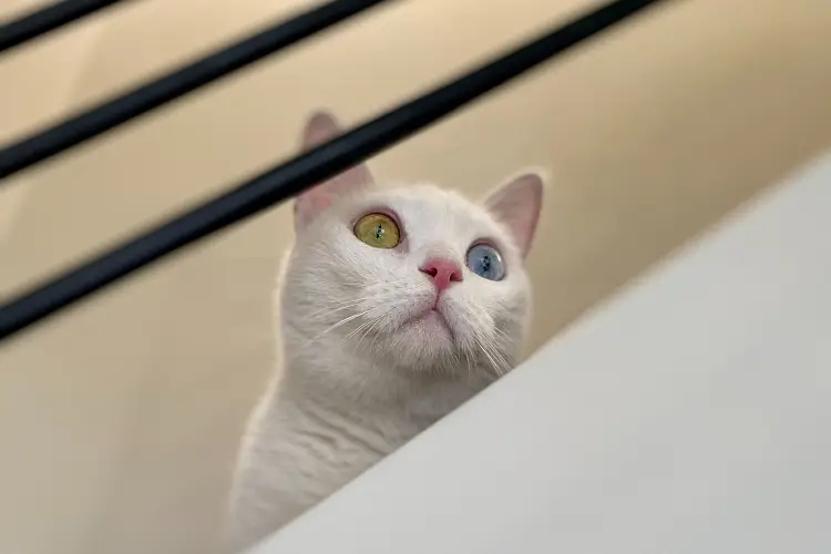 khao manee cat sitting on stairs looking through railing