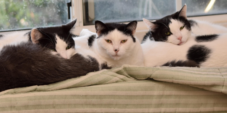 What do these three feline viruses have in common? We discuss signs, diagnosis, treatment and prevention | Understanding Feline Viruses: FeLV, FIV, and FIP