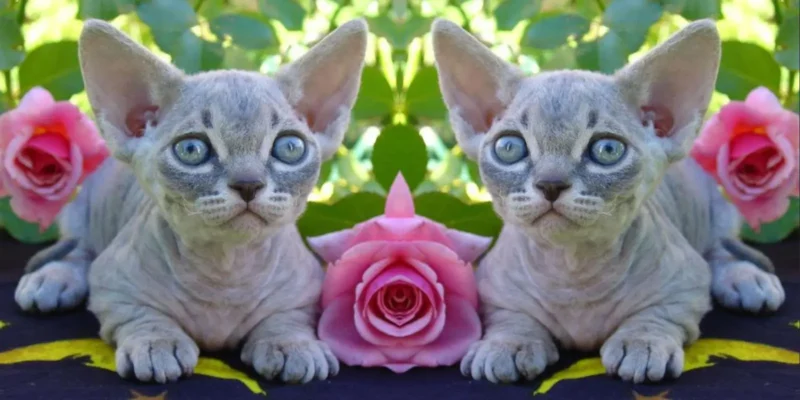 Minskin Cats sitting in garden near pink roses