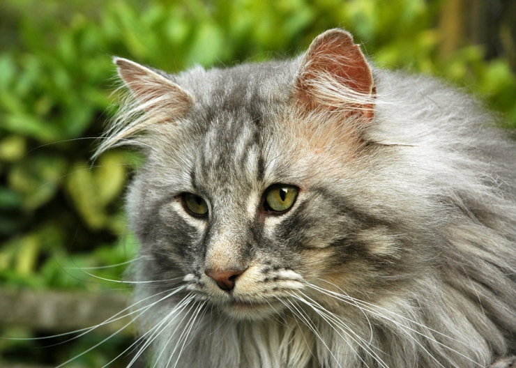 Norwegian Forest Cat: Breed Information And Personality | Pawesome Cats