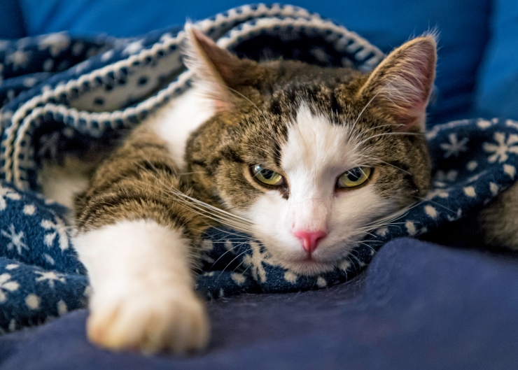 Ways to Keep Your Cat Warm this Winter