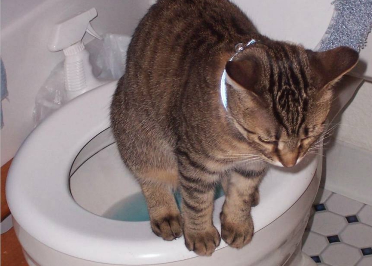 Cat hotsell using toilet