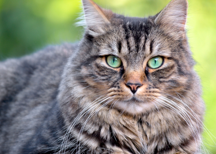 How to Help a Blind Cat Adjust to Life Without Sight