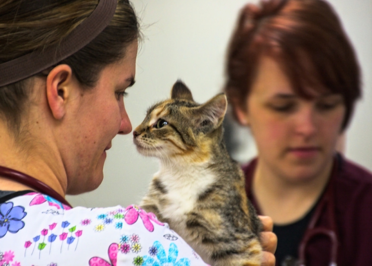 Veterinarian, Dr Pippa Elliott discusses the arguments for and against early age desexing | Early Age Desexing: Benefits vs Risks