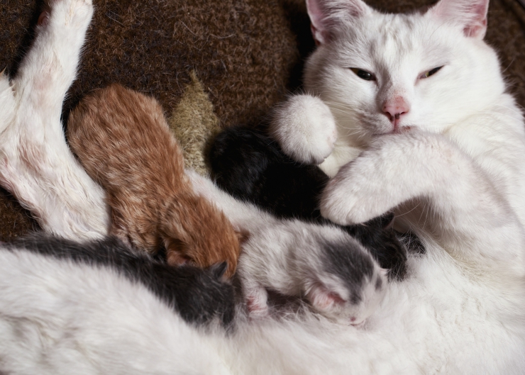 Veterinarian, Dr Pippa Elliott discusses the arguments for and against early age desexing | Early Age Desexing: Benefits vs Risks