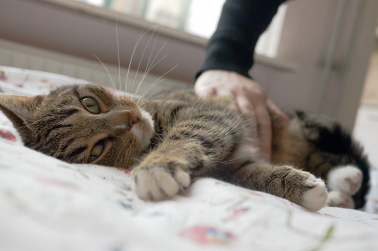 5 Ways To Reduce Stress In Cats