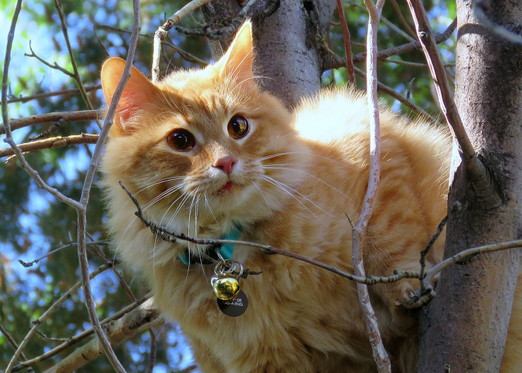 Why raising an indoor cat means your kitty is more likely to live a long and healthy life | 10 Reasons to Keep your Cat Indoors