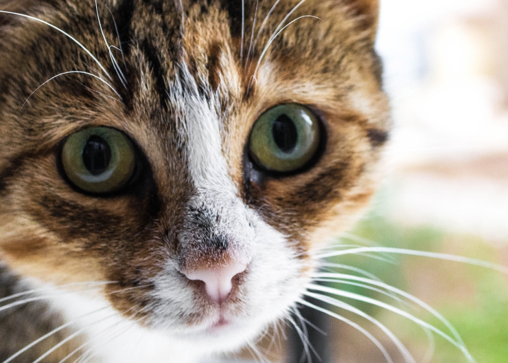 We look at a range of factors to help determine - how smart is your cat? Cats versus dogs, brain size, memory, problem-solving and emotional intelligence | How Smart is Your Cat?