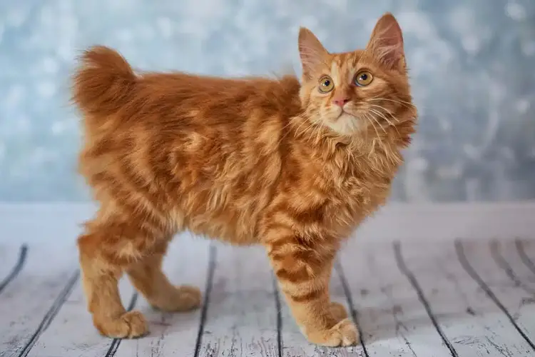 ginger american bobtail cat standing on wooden deck