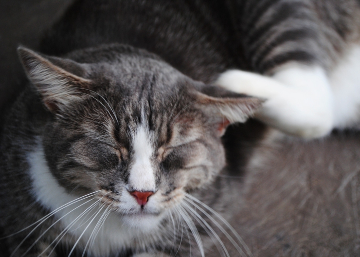  Are food allergies and intolerance in cats the same thing? Dr Pippa Elliott discusses the subtle differences between them, diagnosis and treatment. | Understanding Food Allergies and Intolerance in Cats