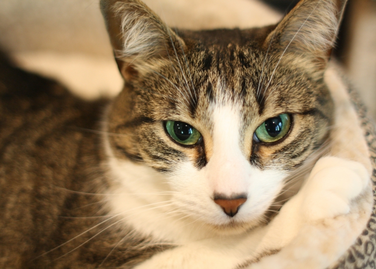Are food allergies and intolerance in cats the same thing? Dr Pippa Elliott discusses the subtle differences between them, diagnosis and treatment. | Understanding Food Allergies and Intolerance in Cats