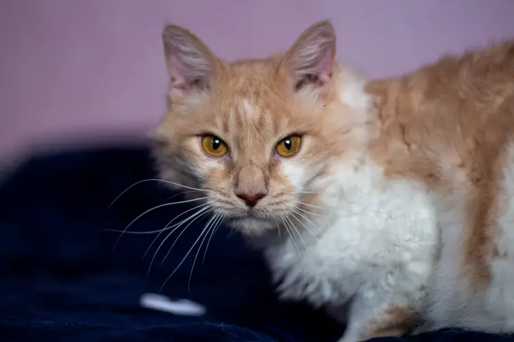 ginger and white la perm cat