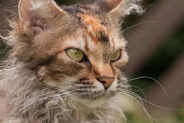 torbie laperm cat close up