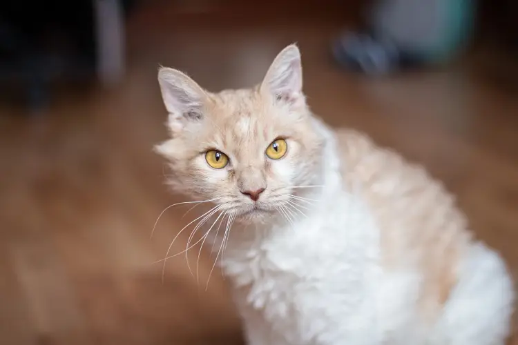 cream and white laperm cat sitting on wooden floor