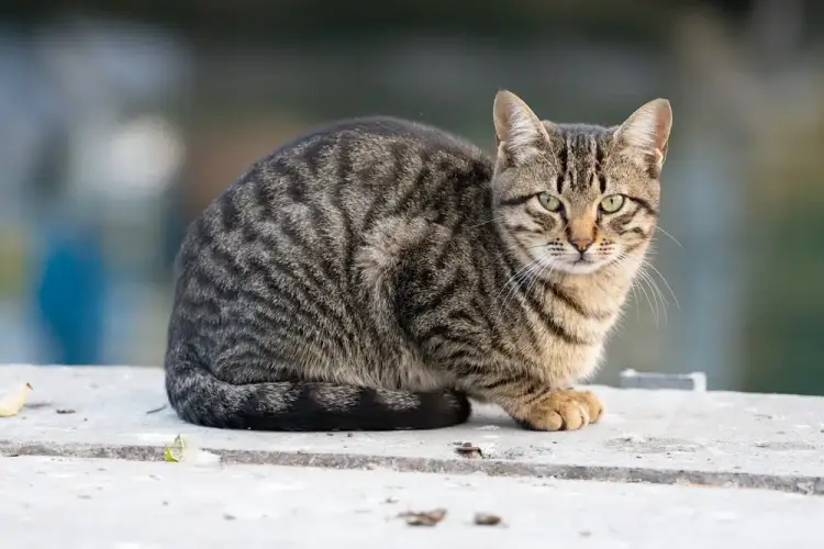 california spangled cat sitting crouched outside