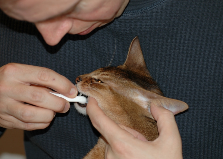 Resorptive lesions are startlingly common in cats and the most frequent cause of painful mouths and tooth loss | Holey Teeth, Catman! Resorptive Lesions and Your Cat