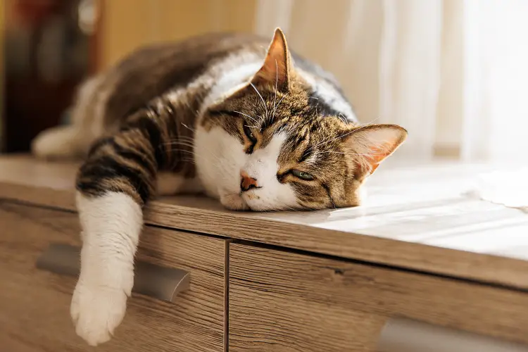 senior cat laying on cabinet