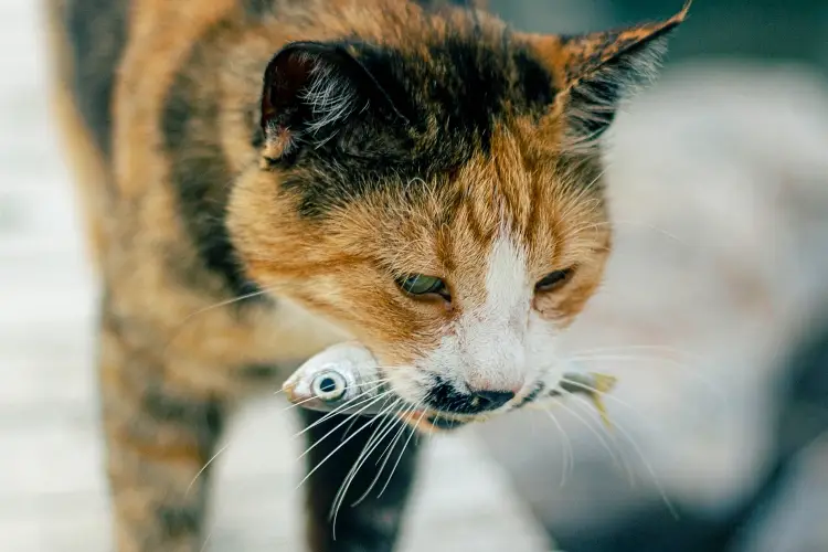 Can Cats Eat Fish Like Tuna Salmon Prawns and Sardines