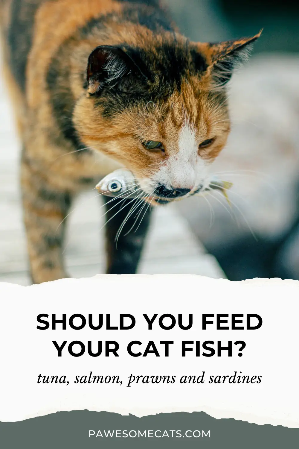 Tuna fish good for cats sales