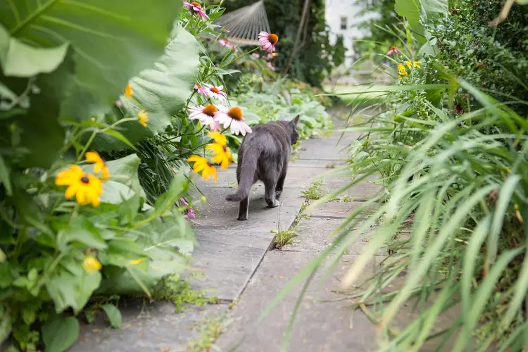 grey cat walking on path alongside flower garden