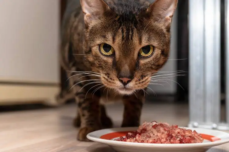 cat looking up while eating homemade raw food from plate