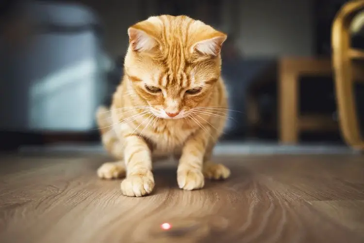 ginger cat staring at red laser pointer on wooden floor