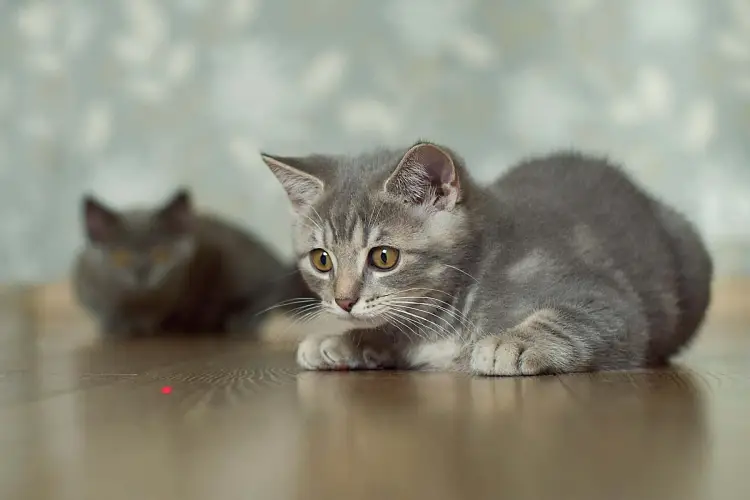 grey kitten staring at red laser dot on wooden floor