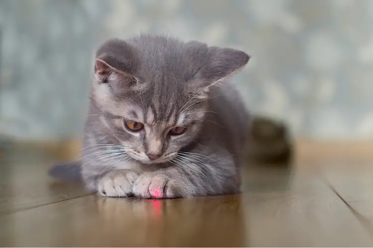 grey kitten has caught the red laser dot with their paw