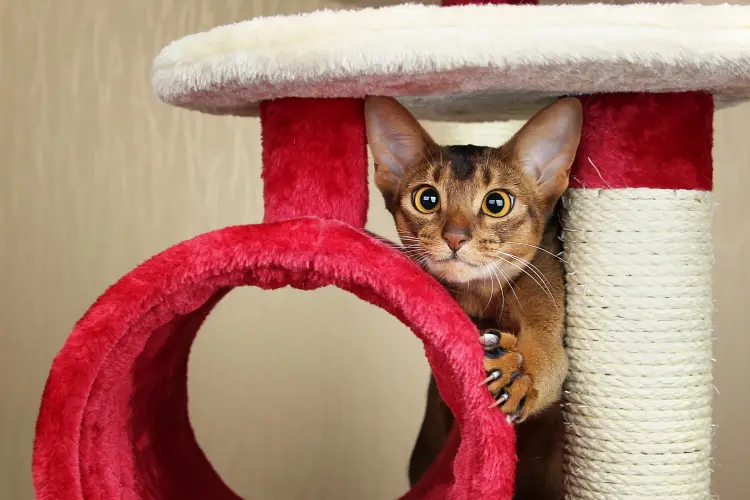 Abyssinian cat with the zoomies climbing cat tower