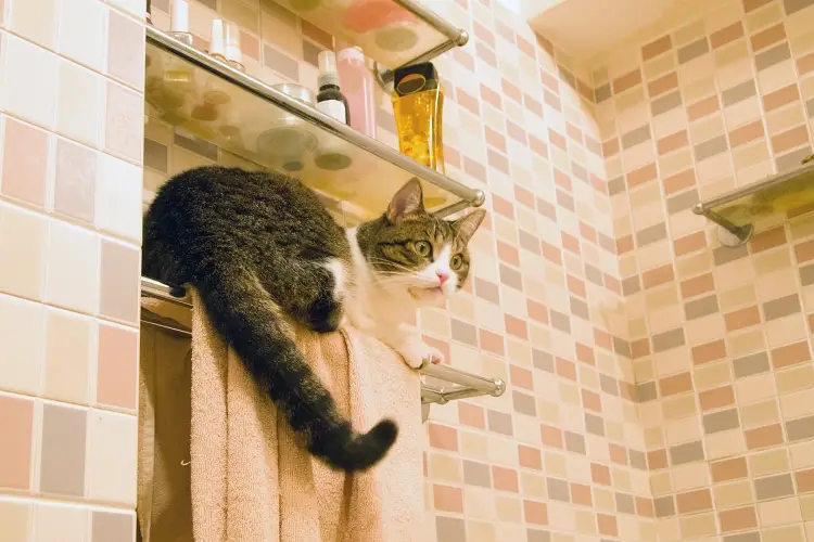 cat follows into bathroom and sits on shelf in shower