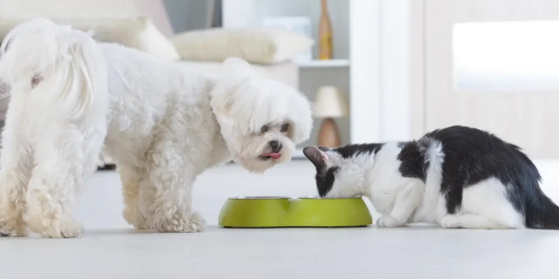 maltese terrier dog and black and white cat eating from green dog bowl