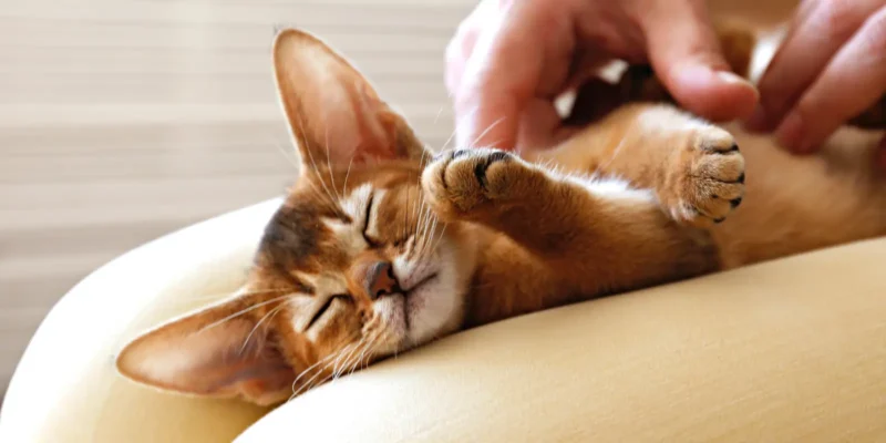 Abyssinian cat laying on womans lap