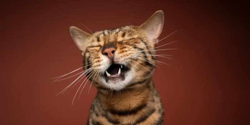 bengal cat meowing with eyes closed