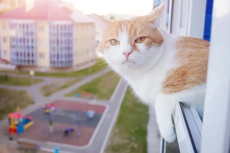 ginger and white cat with paws leaning over window edge and looking out