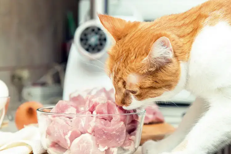 ginger and white cat eating diced pork from glass bowl